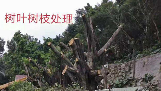 園林樹木修枝砍伐