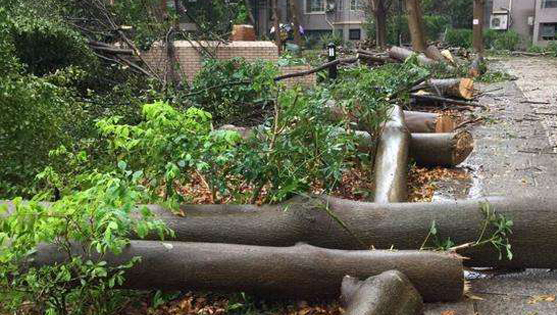 園林樹木修枝砍伐