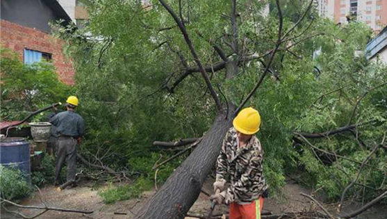 園林樹木修枝砍伐