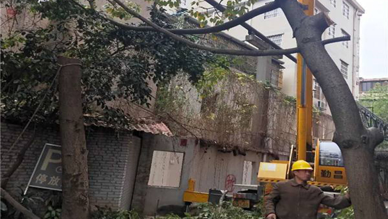 園林樹木修枝砍伐