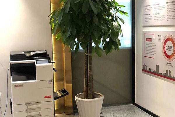 辦公室綠植租擺