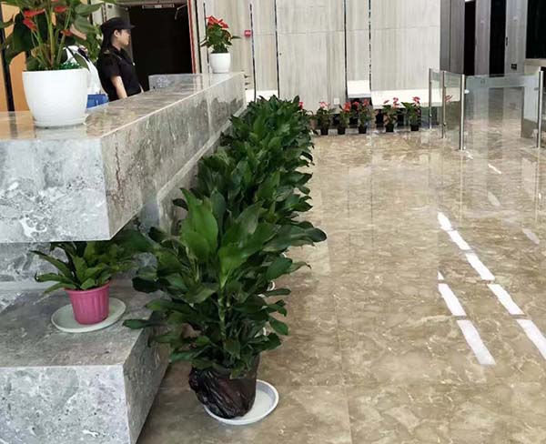 辦公室綠植租擺