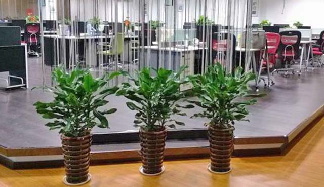 辦公室綠植租擺