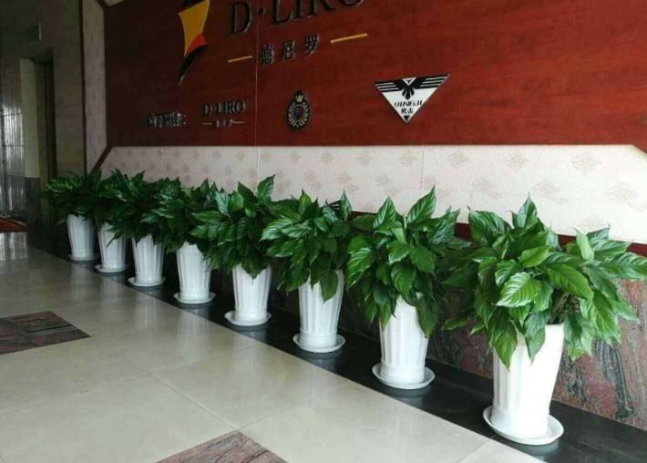 辦公室綠植租擺