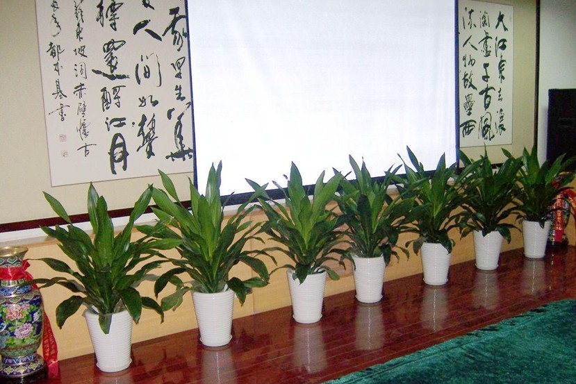 會務(wù)綠植租擺