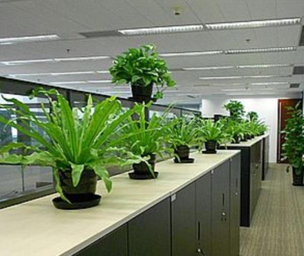 辦公室綠植租擺