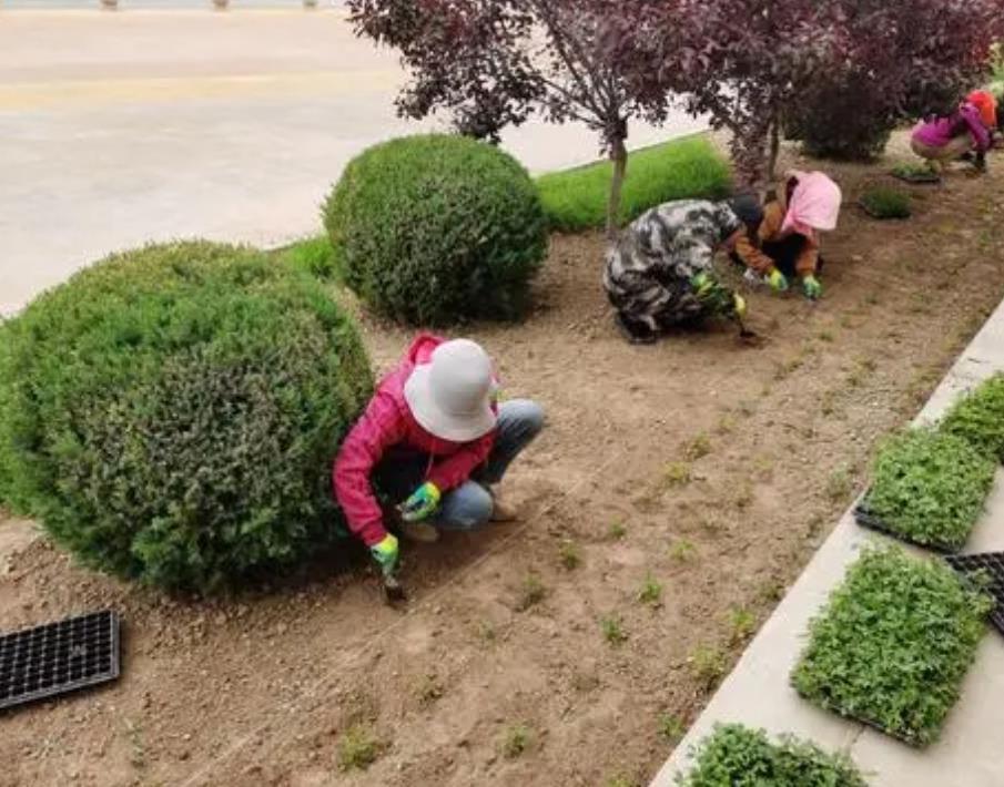 公園花草租擺養護