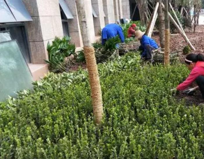 公園花草租擺養護